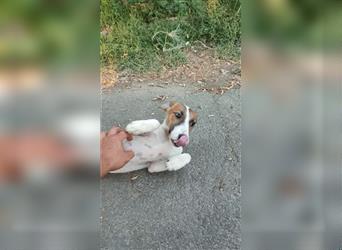 Csini, kleine Foxterrier Maus freut sich auf das Leben