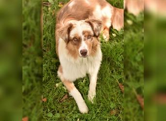 10 Monate alter Australian Shepherd