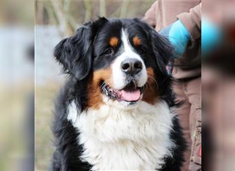 Paule, Berner Sennenhund, geb. 2022, sucht hundeerfahrene, geduldige Besitzer