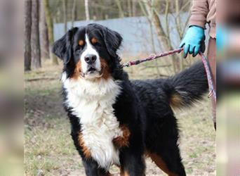 Paule, Berner Sennenhund, geb. 2022, sucht hundeerfahrene, geduldige Besitzer