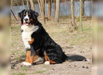 Paule, Berner Sennenhund, geb. 2022, sucht hundeerfahrene, geduldige Besitzer