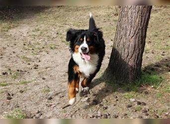 Paule, Berner Sennenhund, geb. 2022, sucht hundeerfahrene, geduldige Besitzer