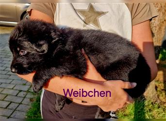 Schäferhund Welpen