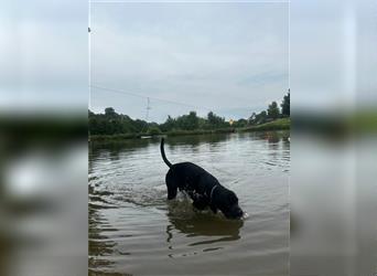 Balu sucht liebevolles Zuhause