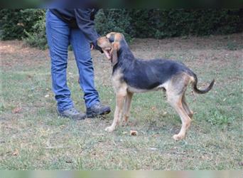 Tyron - der Schnüffler sucht ein Zuhause