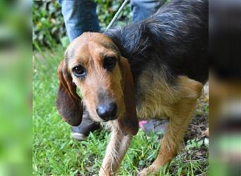 Tyron - der Schnüffler sucht ein Zuhause