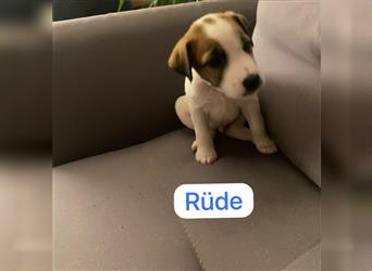 Jetzt sind noch zwei Rüden Parson russell Terrier Welpen