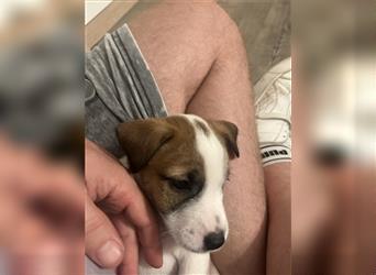 Jetzt sind noch zwei Rüden Parson russell Terrier Welpen