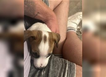 Jetzt sind noch zwei Rüden Parson russell Terrier Welpen