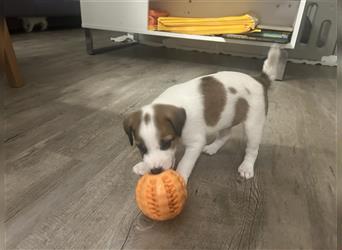 Jetzt sind noch zwei Rüden Parson russell Terrier Welpen