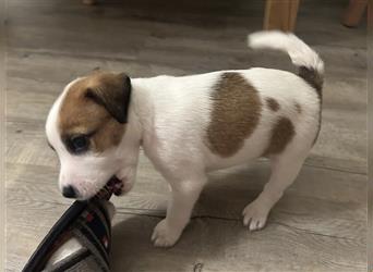 Jetzt sind noch zwei Rüden Parson russell Terrier Welpen