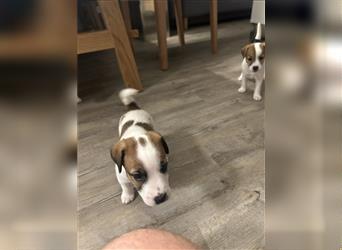 Jetzt sind noch zwei Rüden Parson russell Terrier Welpen