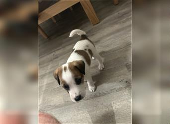 Jetzt sind noch zwei Rüden Parson russell Terrier Welpen