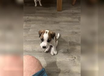 Jetzt sind noch zwei Rüden Parson russell Terrier Welpen