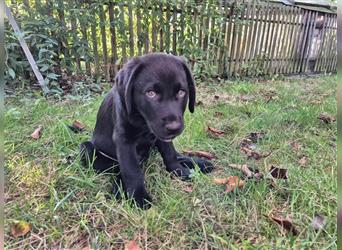 Aussiedor Welpen, Aussiedore suchen ihr Zuhause, Labrador x Australien Shepard