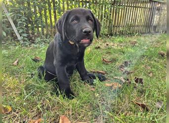 Aussiedor Welpen, Aussiedore suchen ihr Zuhause, Labrador x Australien Shepard