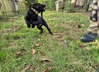 Aussiedor Welpen, Aussiedore suchen ihr Zuhause, Labrador x Australien Shepard