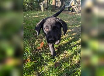 Aussiedor Welpen, Aussiedore suchen ihr Zuhause, Labrador x Australien Shepard