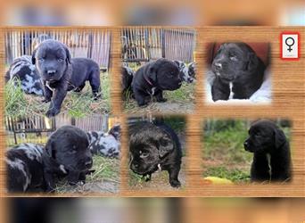 Aussiedor Welpen, Aussiedore suchen ihr Zuhause, Labrador x Australien Shepard