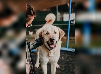 riesen Kangal Teddy (Tierschutz) wünscht sich ein Zuhause