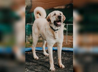 riesen Kangal Teddy (Tierschutz) wünscht sich ein Zuhause