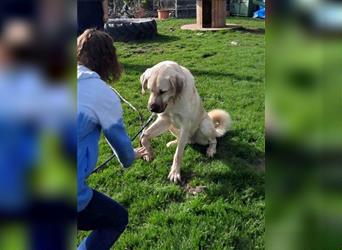 riesen Kangal Teddy (Tierschutz) wünscht sich ein Zuhause