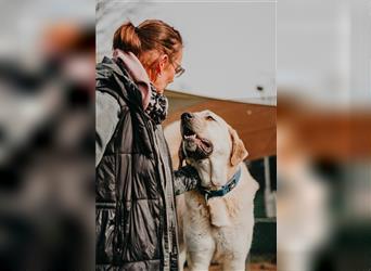 riesen Kangal Teddy (Tierschutz) wünscht sich ein Zuhause