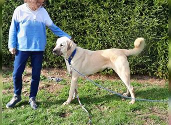 riesen Kangal Teddy (Tierschutz) wünscht sich ein Zuhause