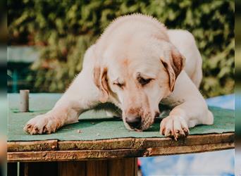 riesen Kangal Teddy (Tierschutz) wünscht sich ein Zuhause