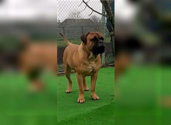 Bullmastiff Welpen