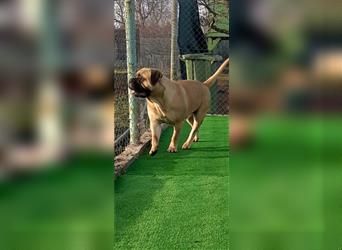 Bullmastiff Welpen