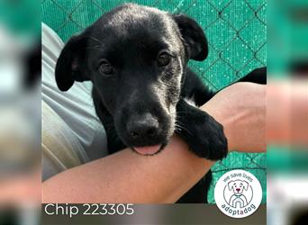 Chip 223305: Hundekind sucht ein Zuhause