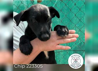 Chip 223305: Hundekind sucht ein Zuhause