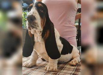 Basset Hound Welpen