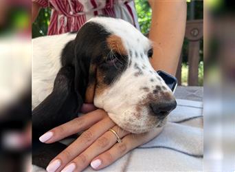 Basset Hound Welpen