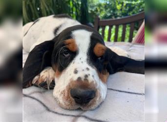 Basset Hound Welpen