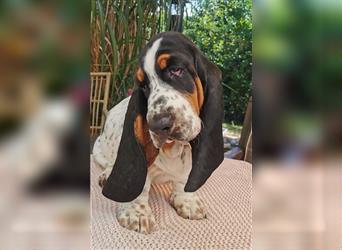 Basset Hound Welpen