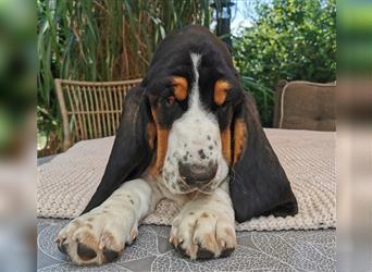 Basset Hound Welpen