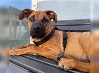 Ayko, Ridgeback-Boxer-Mix, geb. 3/ 2024, Weltentdecker sucht sein Zuhause