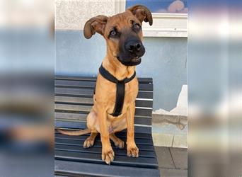 Ayko, Ridgeback-Boxer-Mix, geb. 3/ 2024, Weltentdecker sucht sein Zuhause