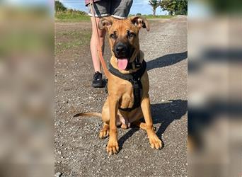 Ayko, Ridgeback-Boxer-Mix, geb. 3/ 2024, Weltentdecker sucht sein Zuhause