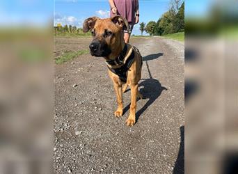 Ayko, Ridgeback-Boxer-Mix, geb. 3/ 2024, Weltentdecker sucht sein Zuhause