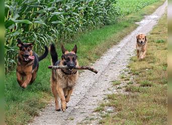 Rottweiler Schäferhund Mix