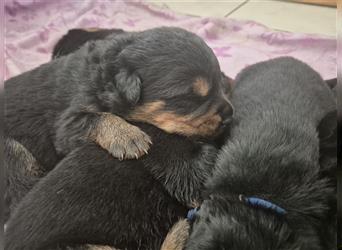 Rottweiler Schäferhund Mix