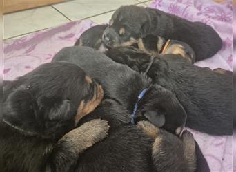 Rottweiler Schäferhund Mix