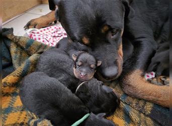 Rottweiler Schäferhund Mix