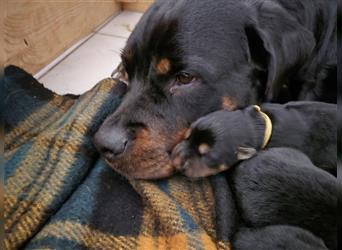 Rottweiler Schäferhund Mix