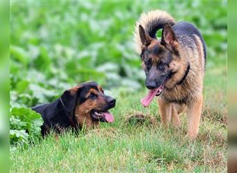 Rottweiler Schäferhund Mix