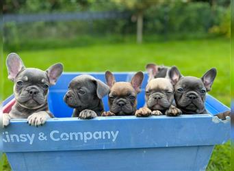 Einzigartige Bullies - Französische Bulldogge Welpen