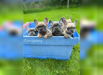 Einzigartige Bullies - Französische Bulldogge Welpen